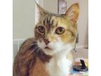 Adopt Mimi a Domestic Short Hair