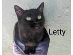 Adopt Letty a Domestic Short Hair