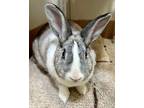 Adopt Joplin a Dwarf / Mixed rabbit in Novato, CA (38570169)