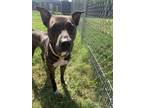 Adopt Tess a Brindle American Staffordshire Terrier / Mixed dog in CONVERSE
