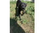Adopt Vallerie a Black German Shepherd Dog / Mixed dog in CONVERSE