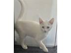 Adopt Emmit a White (Mostly) Domestic Shorthair / Mixed (short coat) cat in Seal