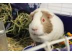 Adopt Bacardi a Guinea Pig small animal in Napa, CA (38592366)