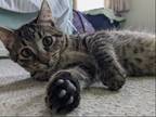 Adopt Violet a Brown Tabby Domestic Shorthair / Mixed (short coat) cat in