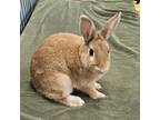 Adopt Oak a American / Mixed rabbit in Naples, FL (38506016)