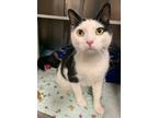 Adopt Oreo Mint a Black & White or Tuxedo Domestic Shorthair / Mixed (short