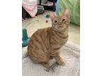 Adopt Simba a Domestic Shorthair / Mixed cat in Santa Rosa, CA (38425532)