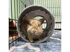 Adopt Fozzie a Tan Lionhead / Mixed (long coat) rabbit in Great Neck