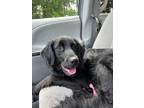 Adopt Clove a Golden Retriever / German Shepherd Dog / Mixed dog in Waxhaw