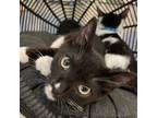 Adopt Leo a All Black Domestic Shorthair / Mixed cat in San Jose, CA (38545719)