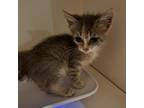 Adopt Eclair a Domestic Shorthair / Mixed cat in Spring Hill, KS (38585578)