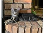 Adopt Ronin a Domestic Shorthair cat in Arlington, TX (38560685)