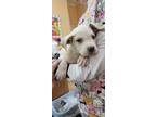 Adopt Cloud a White Labrador Retriever / Mixed dog in Orangeburg, SC (38480218)