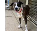 Adopt Bree a Brindle Terrier (Unknown Type, Small) / Mixed Breed (Medium) /