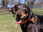 Adopt Margarita 6917 a Australian Shepherd, Doberman Pinscher