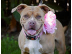 Adopt Danilla a Tan/Yellow/Fawn American Pit Bull Terrier / Mixed dog in Sanger