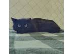 Adopt Dil Pickles a All Black Domestic Shorthair / Mixed cat in East Smithfield