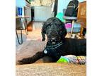 Adopt Luna a Black Poodle (Standard) / Mixed dog in Chicago, IL (38572415)