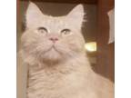 Adopt Zizo Kuwait a Orange or Red Persian / Mixed cat in Merrifield