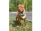 Adopt Zoka in California MD a Red/Golden/Orange/Chestnut Pit Bull Terrier /