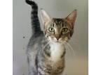 Adopt Sophia a Domestic Shorthair / Mixed cat in Hamilton, GA (38437030)