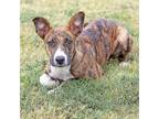 Adopt Welsie a Brown/Chocolate Boxer / Mixed dog in Abilene, TX (38528474)