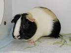 Adopt Hazel a Multi Guinea Pig small animal in Millersville, MD (38511456)