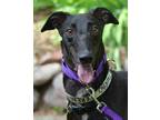 Adopt Serenity a Black Greyhound / Mixed dog in Minneapolis, MN (38519300)