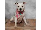 Adopt Tooley a White - with Tan, Yellow or Fawn Pit Bull Terrier / Mixed dog in