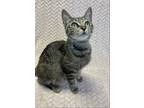 Adopt Java a Brown Tabby Domestic Shorthair / Mixed (short coat) cat in Tampa