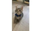 Adopt Grayson a Gray, Blue or Silver Tabby Domestic Shorthair / Mixed (short