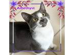 Adopt AMETHYST a Domestic Shorthair / Mixed cat in Bronx, NY (38573872)