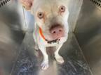 Adopt ABBIE a Pit Bull Terrier