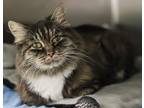 Adopt Addie a Gray or Blue Domestic Mediumhair / Domestic Shorthair / Mixed cat