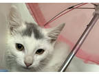 Adopt Fo a White Domestic Shorthair / Domestic Shorthair / Mixed cat in