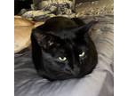 Adopt Freddy a All Black Tabby / Mixed (short coat) cat in Bedford
