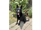 Adopt Bella a Black German Shepherd Dog / German Shepherd Dog / Mixed dog in