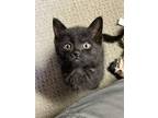 Adopt Betty a All Black Domestic Shorthair (short coat) cat in Garden City