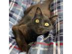 Adopt Wonka a All Black Domestic Shorthair / Mixed cat in Decorah, IA (38560904)