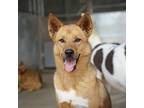 Adopt Hathai a Brown/Chocolate - with White Mixed Breed (Medium) / Mixed dog in