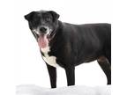 Adopt Jill a Black Labrador Retriever / Mixed dog in Los Angeles, CA (38612255)