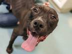 Adopt Missy Elliott a American Pit Bull Terrier / Mixed dog in Portsmouth