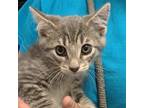 Adopt Tenpin a Domestic Shorthair / Mixed cat in Salisbury, MD (38367837)