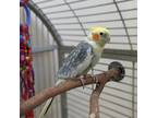 Adopt Pat a Cockatiel bird in Kanab, UT (38601601)