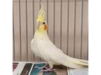 Adopt Fang a Cockatiel bird in Kanab, UT (38601600)