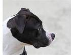 Adopt Mufsa a Brindle - with White Catahoula Leopard Dog / Mixed dog in