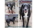 Adopt Christy a Black Mixed Breed (Medium) / Mixed dog in Boaz, AL (38591673)