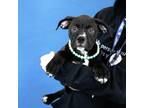 Adopt Nadia a Black Labrador Retriever / Mixed dog in Newark, DE (38593865)