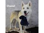 Adopt Chanel a Gray/Silver/Salt & Pepper - with Black Husky / Mixed dog in Yuma