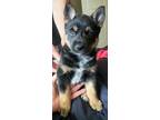 Adopt Locust a Husky / Mixed Breed (Medium) dog in Calgary, AB (38508259)